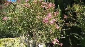 ЛАГЕРСТРЕМИЯ или ИНДИЙСКАЯ СИРЕНЬ (Lagerstroemia indica L.) В КРЫМУ
