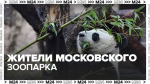 Жители Московского зоопарка - Москва 24