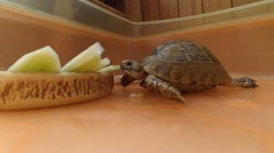 Черепаха кушает!