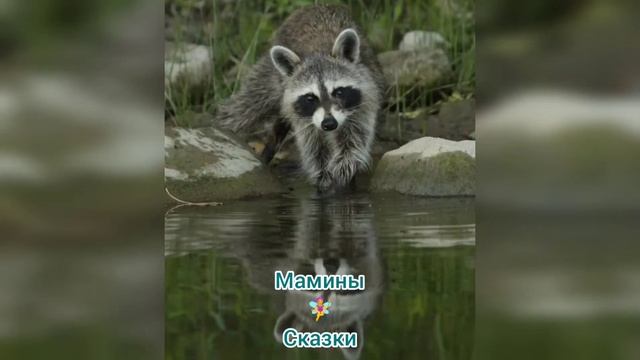 Крошка ЕНОТ. Мамины СКАЗКИ для детей. смотреть онлайн