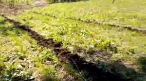 Сажаю тыкву сорт Конфетка