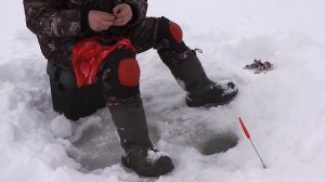 Бешенный клёв Микро окуня на оз. Запорское ХМАО Рыбалка ч.2.