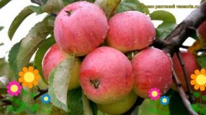 Яблоня Боровинка. Краткий обзор, описание характеристик malus domestica Borovinka
