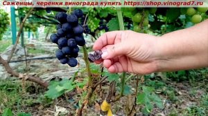 Парад сортов 27.07 24 г Кишмиш Спокуса- новинка на участке, сигналочка. https://shop.vinograd7.ru