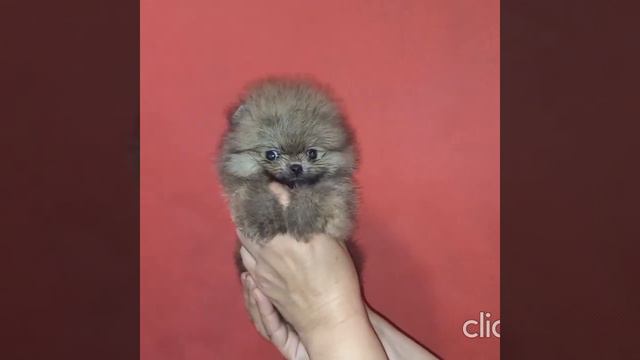 Померанский шпиц Супер мини смотреть онлайн