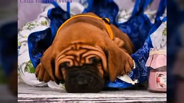 Тоса Ину щенки смотреть онлайн