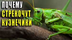 Почему стрекочут кузнечики