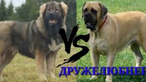 Кавказская овчарка против Английского мастифа//Кавказец//Мастиф//Animals Battle//Versus//