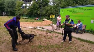 Подготовка немецкой овчарки к сдаче ЗКС, 02.08.2020