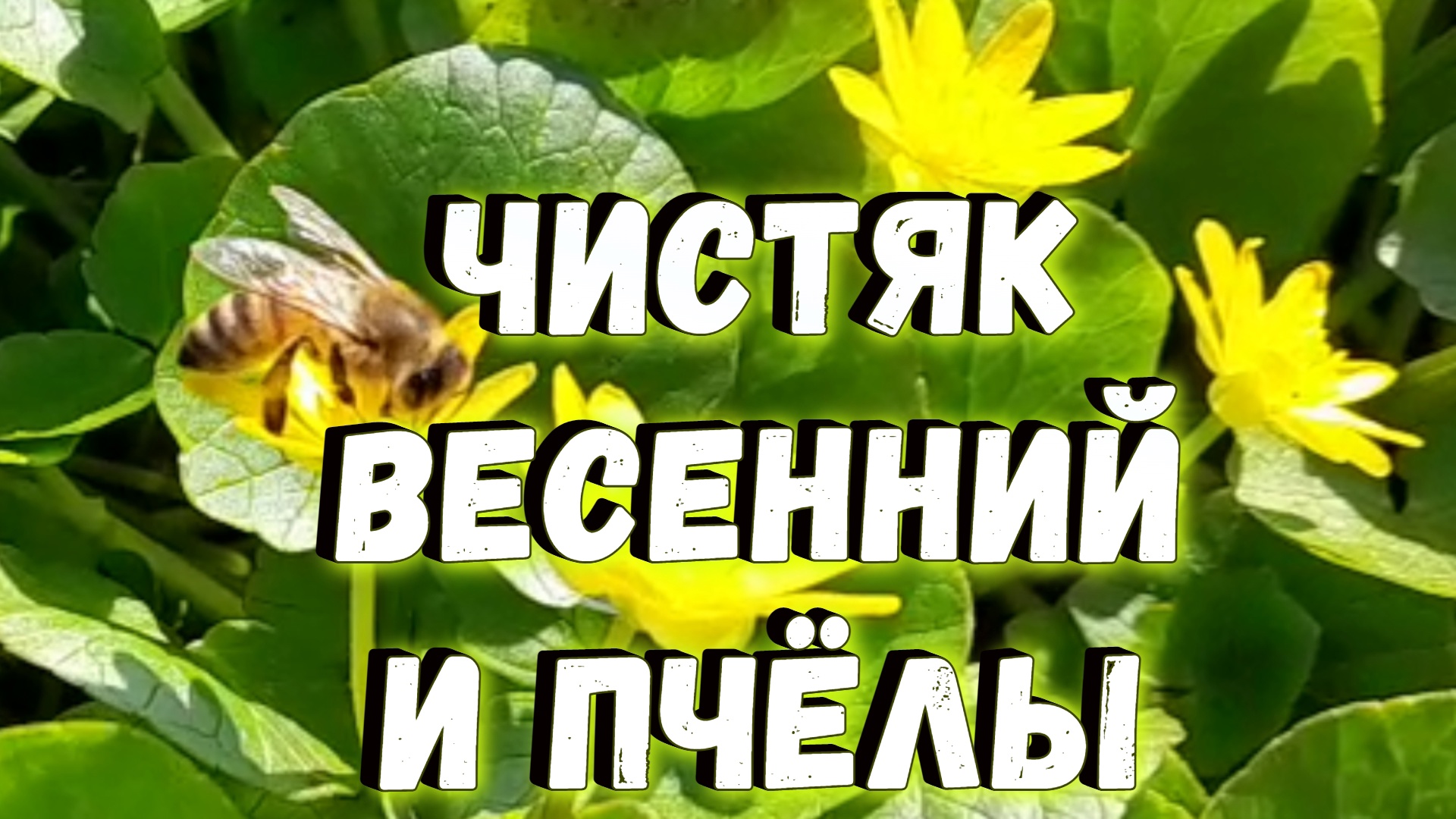 Чистяк весенний диаграмма цветка