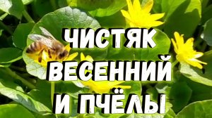 Медоносные пчёлы на цветках чистяка весеннего / Весенняя красота / Релакс с пчёлами