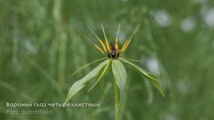 Растения Ленинградской области / Plants of the Leningrad Region