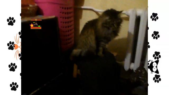 скоро будет весна и можно будет пить из каждой лужи МЫсли кошечки Лапусика