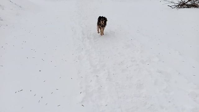 Пёс-снегоход смотреть онлайн