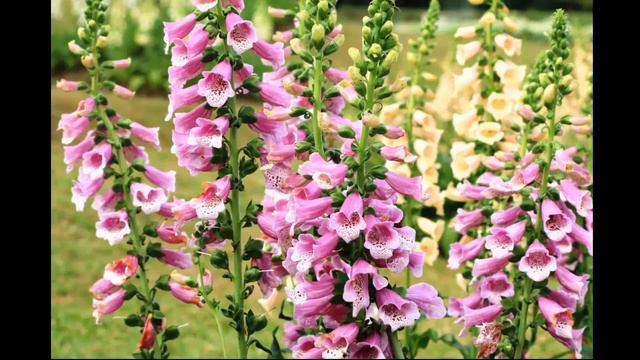 #Надбородник #Наперстянка Garden #flowers158 Декоративные растения