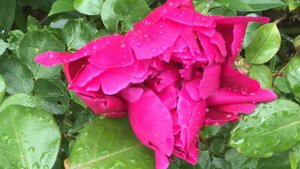 Pivoine de Chine 'Paeonia lactiflora' 'Louis Van Houtte' La beauté goutte à goutte