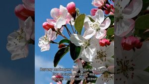 Яблоня Авенариус