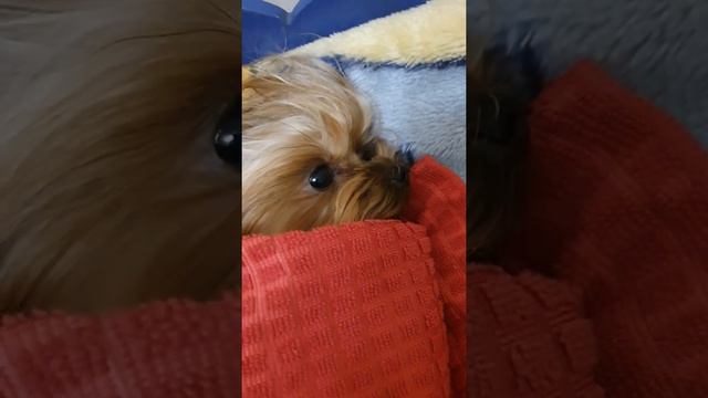 Кто здесь Спит?! смотреть онлайн