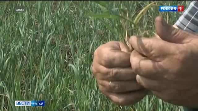 В Алтайском крае будет введён режим ЧС из-за дефицита кормовых культур, обусловленного засухой смотреть онлайн