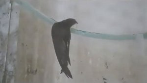 Поскорее, птицы, возвращайтесь!