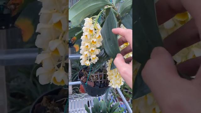 Dendrobium famerri yelow from Viet Nam