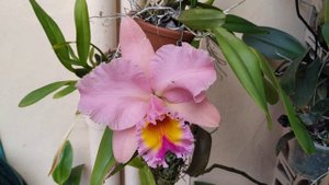 Floração da Cattleya Blc. George King Serendipity