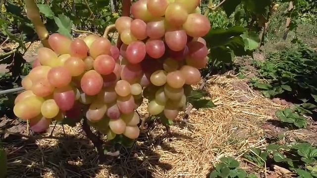 Виноград ТАСОН Очень раннего срока созревания смотреть онлайн