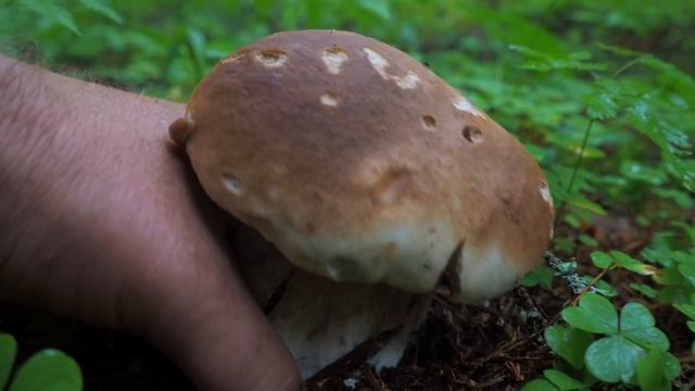 БЕЛЫЕ на западе Подмосковья! Поляны по 20 штук! Первая корзина болетовых. Непростая грибалка в дожд смотреть онлайн