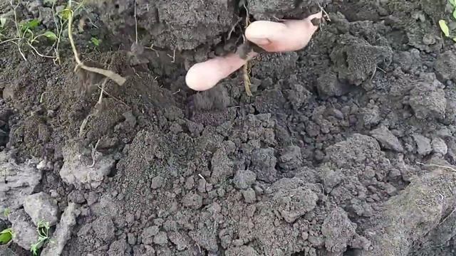 Сбор урожая арахиса, посаженого на даче смотреть онлайн