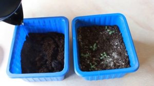 ОЧЕНЬ ПРОСТОЙ СПОСОБ ВЫРАЩИВАНИЯ РОЗМАРИНА БЕЗ СТРАТИФИКАЦИИ ! СУПЕР СПОСОБ !