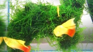 Пецилия Вариатус Высокоплавничная