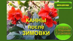 Канны  Весной После Зимовки достала из хранилища. Хранила Канны необычным способом - результат