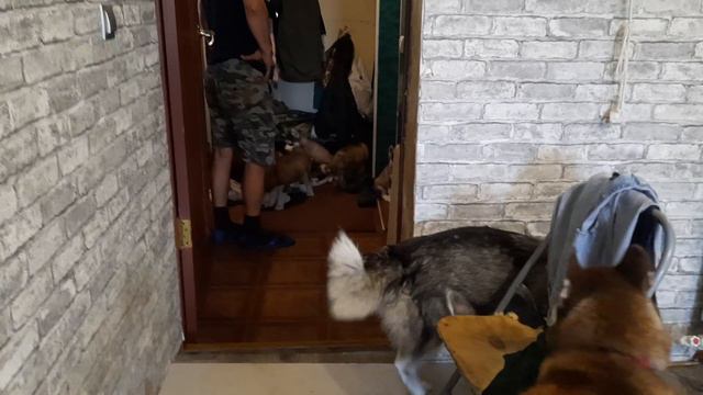 РЕАКЦИЯ ХАСКИ когда ХОЗЯИН уходит/ Хаски БАЙКАЛ РЕВНУЕТ к ЩЕНКАМ смотреть онлайн