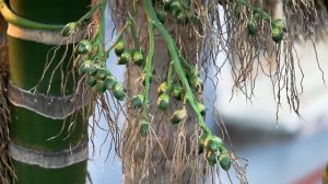 My Photography  ...
Check - Canon 1300D. ?
Good Morning... 
" Areca Nut / Catechu "