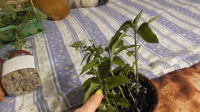 Лакомства для морских свинок /Моя первая свинка смотреть онлайн