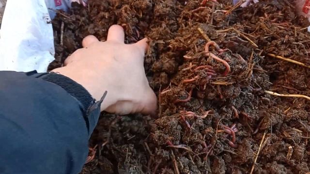 ПЛОТНОСТЬ МАТОЧНОГО ЧЕРВЯ #биогумус #бизнес #черви #рыбалка #гумус #компост #земля #тараз #удобрени смотреть онлайн