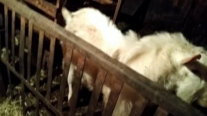 Чем воняет мясо козла?