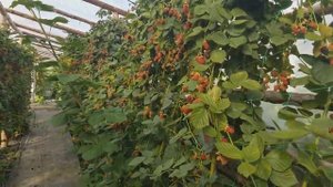 ЕЖЕВИКА НЕБЕСА МОГУТ ПОДОЖДАТЬ. ПОСЛЕДНЕЕ ТАНГО. ИЮЛЬ 2020.