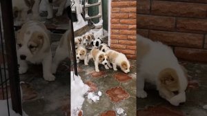 Щенки Среднеазиатской овчарки. Знакомство с папой