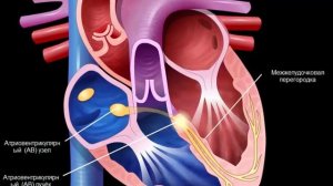 Проводящая система сердца