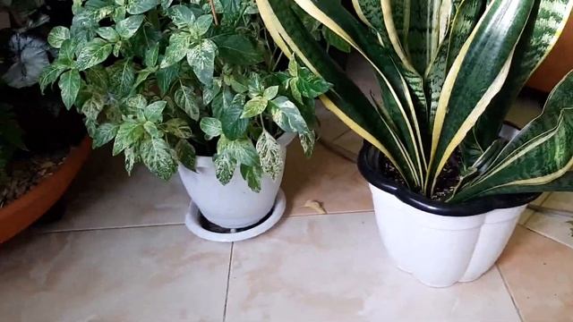 Джунгли в квартире. Какие горшки мы выбираем. смотреть онлайн