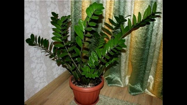Замиокулькас Приметы и суеверия