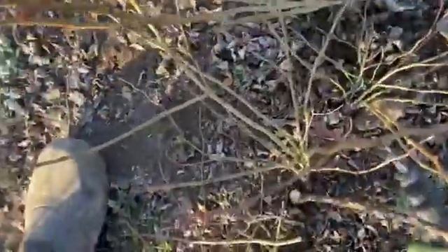 Обрезка шиповника для прививки роз смотреть онлайн