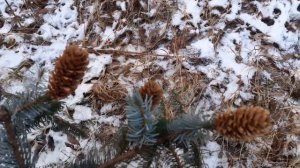 Ель аянская. Небольшой обзор