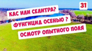 Озимка - КАС или Селитра? Фунгицид осенью - да или нет ? Опытный участок 20 дней спустя ...