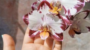 Phal. Ever Spring Prince / Легенда - азиатский фаленопсис с вариантами цветения, белая орхидея