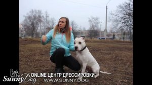 Как научить добрую собаку охранять и быть злой к незнакомцам? Можно ли озлобить собаку?