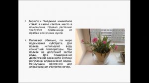 ГВОЗДИКА КОМНАТНАЯ