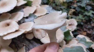 Edible Mushroom - The Branched Oyster (Pleurotus cornucopiae)