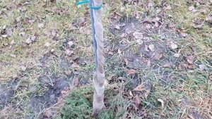 Осень.Побелка/защита молодых деревьев.Как я решаю этот вопрос для плодовых и декоративных деревьев.